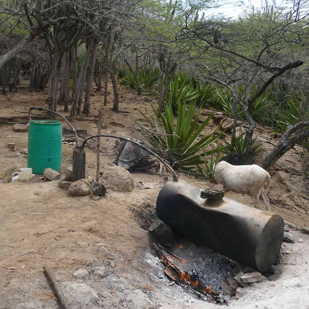 Destilería artesanal de cocuy El cocuy se destila en alambiques primitivos entre cabras y cactus, pero el resultado es de primera clase.