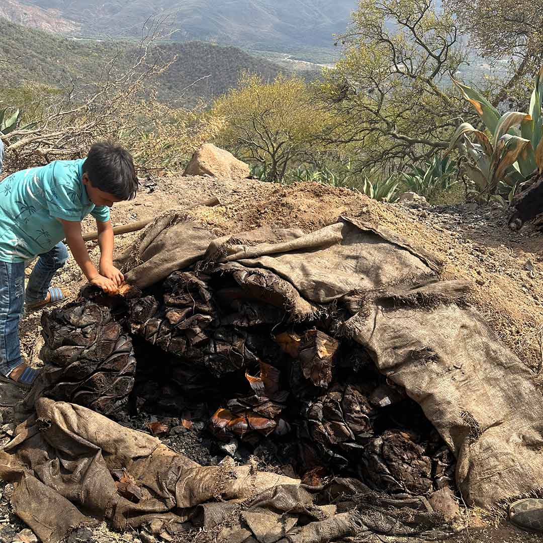 Corazón de agave horneado horno de tierra con piedras para hornear piñas de cocuy para que posteriormente puedan ser prensadas y fermentadas.