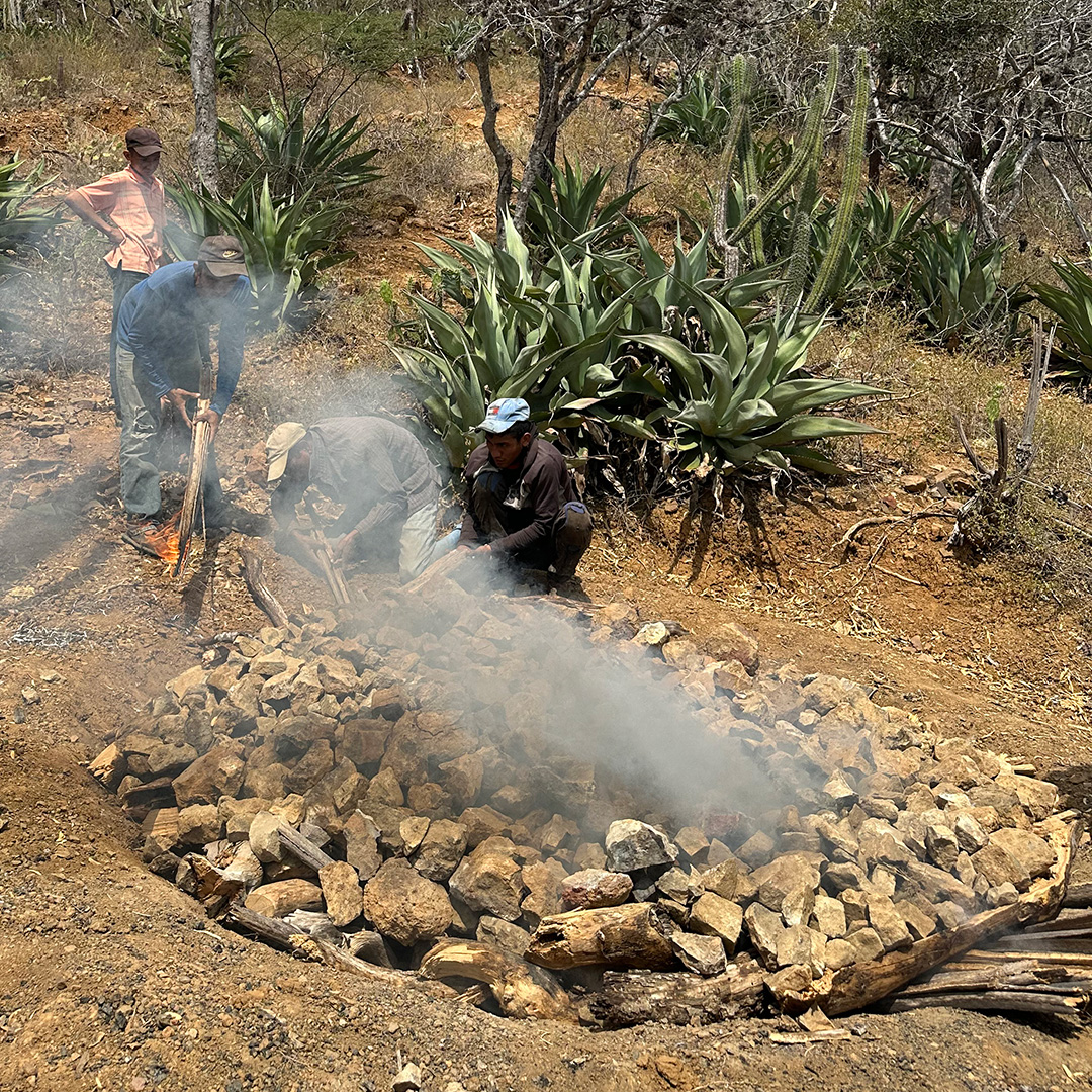 Horno de piedras o horno de tierra Horno de piedra preparándose para hornear piña de cocui para hacer Cocuy