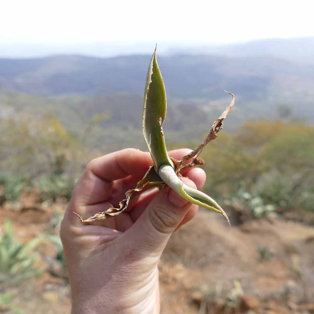 Esqueje de agave cocui, Lara, Venezuela Esqueje de agave cocui trelease. El esqueje se muestra con las hermosas montañas de la zona de Siquisique en Urdaneta, Lara, Venezuela.