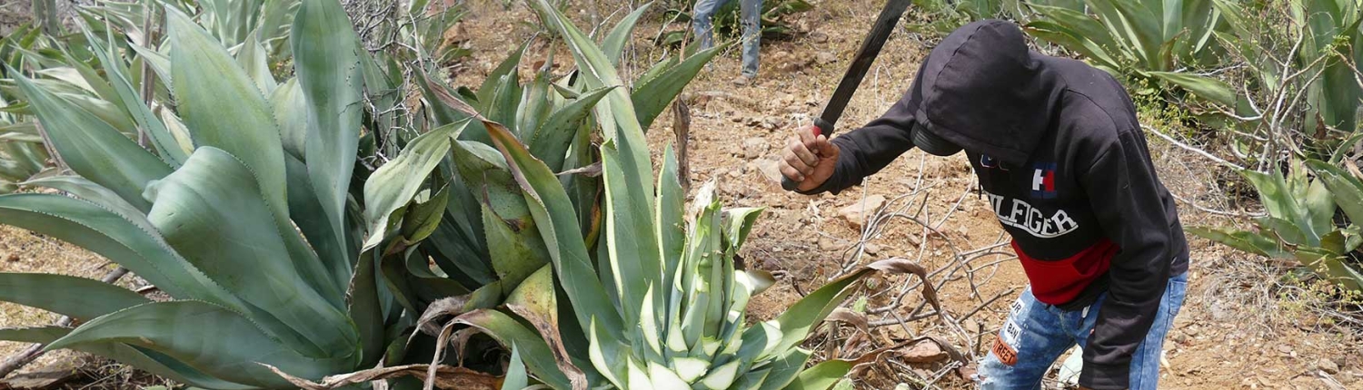 harvesting-agave-cocui-venezuela Un cocuyero corta las hojas del agave cocui para llegar al corazón, la piña, que se utiliza para hacer cocuy.