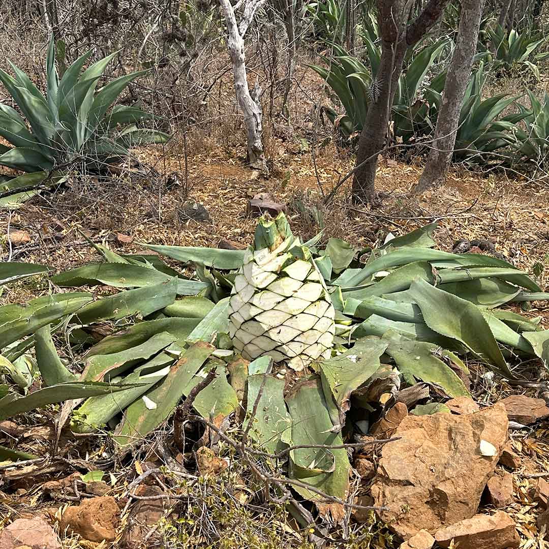 Piña de Agave Cocui Trelease en Venezuela Piña de Agave Cocui Trelease, con las hojas cortadas y la penca a la vista.